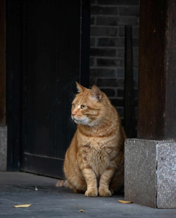 What's the Best Method for Introducing a Cat to Outdoor Adventures Safely?