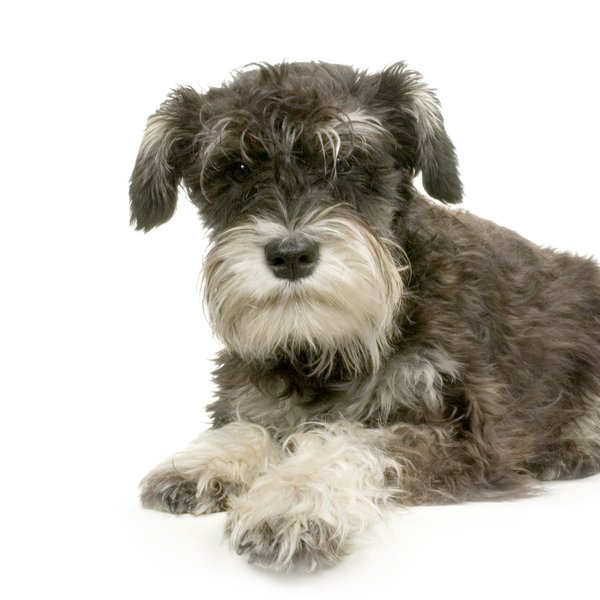 What Are the Key Considerations for Adopting a Second Pet to Keep Your First Pet Company?
